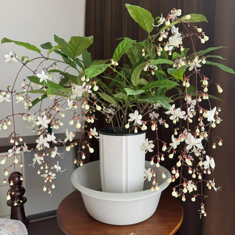 Climbing Jasmine Seeds offer low-maintenance beauty, ideal for busy gardeners.