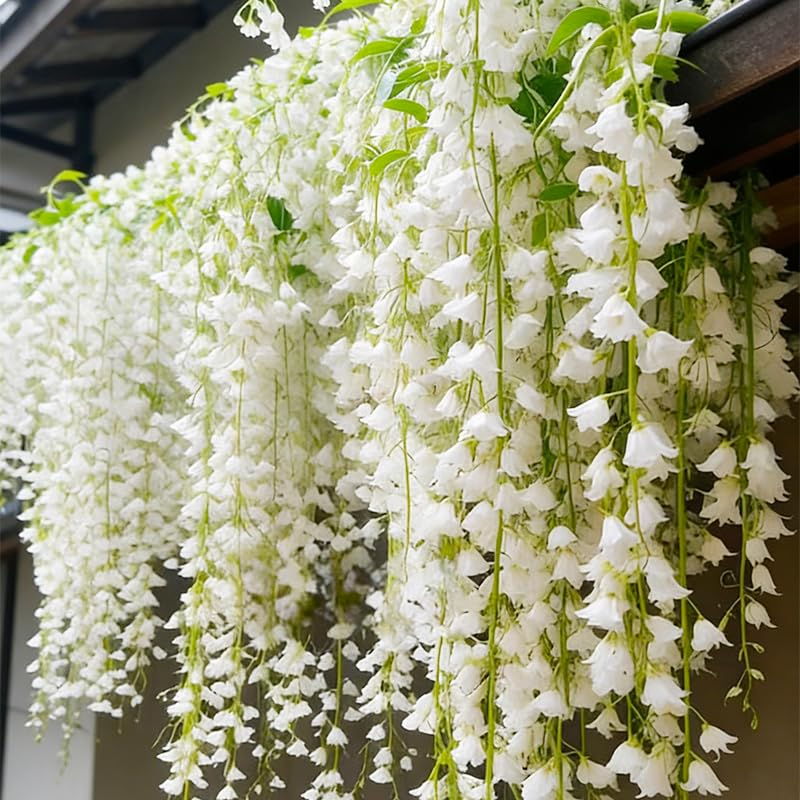 Climbing jasmine seedlings trained on a trellis for a sunny arbor.