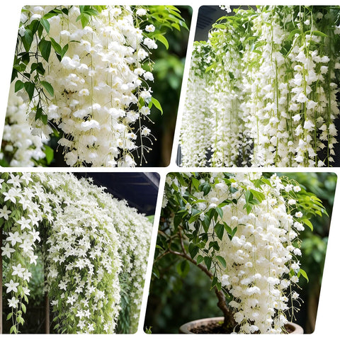 Climbing jasmine seeds in a packet ready for sowing in warm soil.
