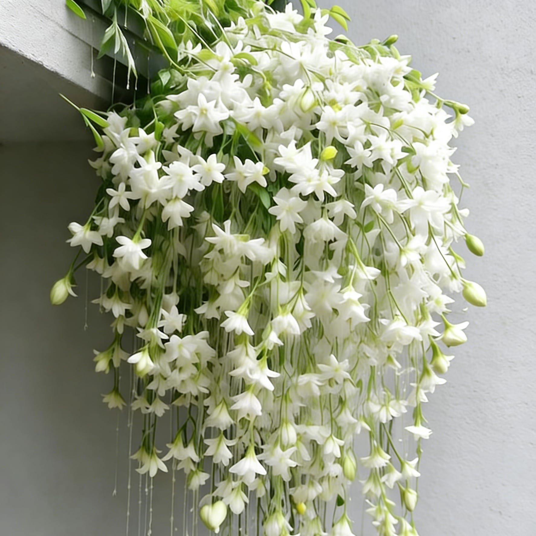 Climbing Jasmine Seeds vine covering a trellis for privacy and shade.