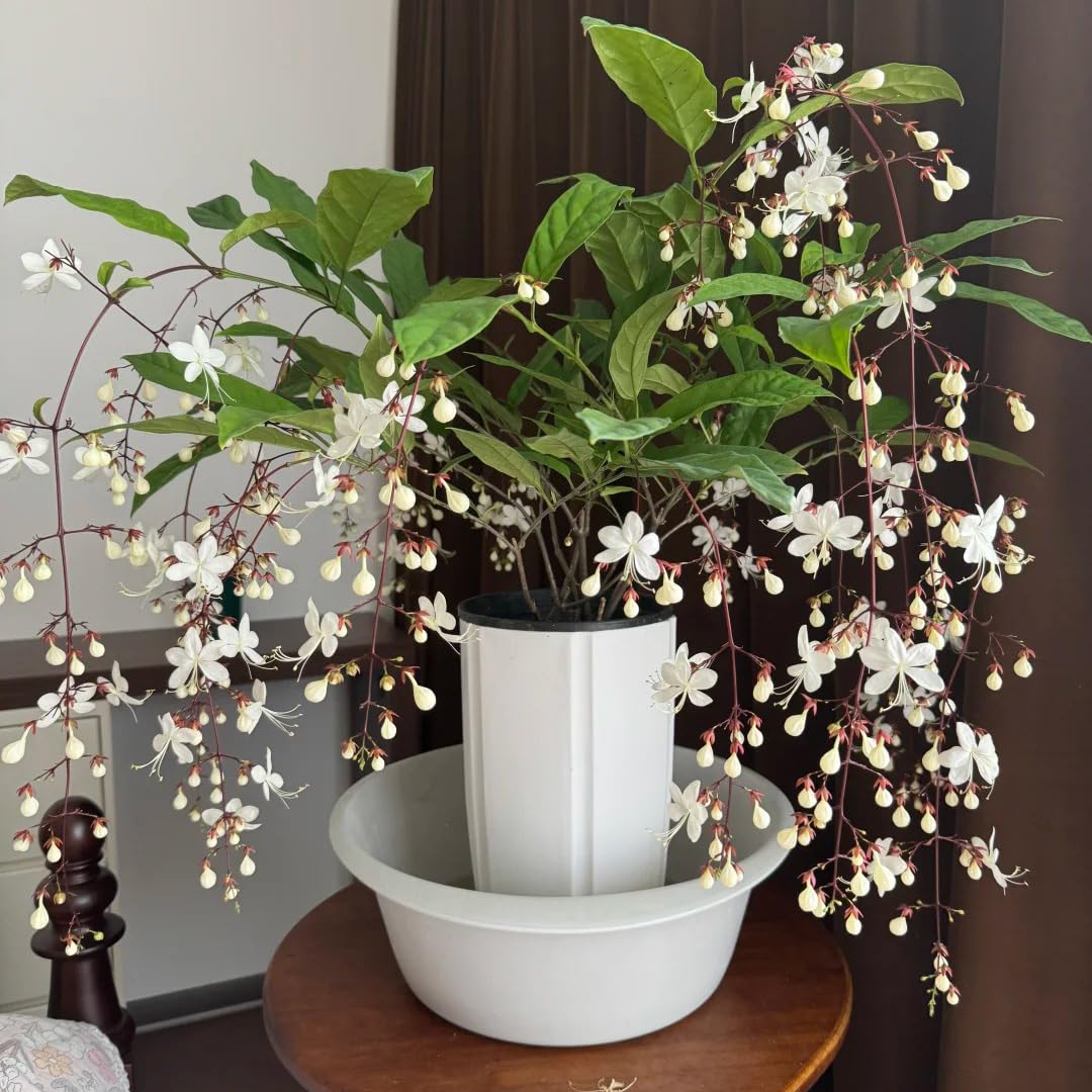 Climbing Jasmine Seeds best in warm climates with sun-loving growth.