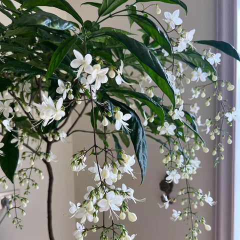 Climbing Jasmine Seeds with white starry blooms and evening fragrance.