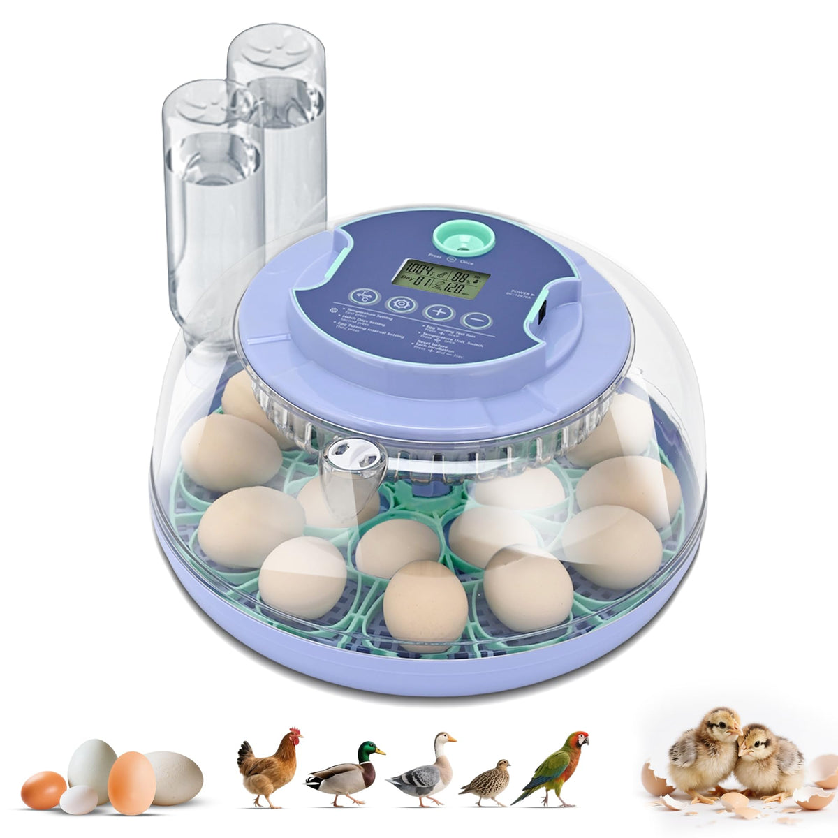 Cliseve egg incubator 360 degree window for clear embryo observation.