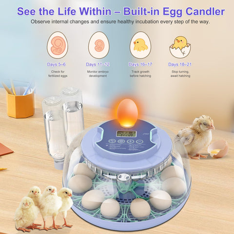 Cliseve egg incubator made with durable PET material for long lasting use.