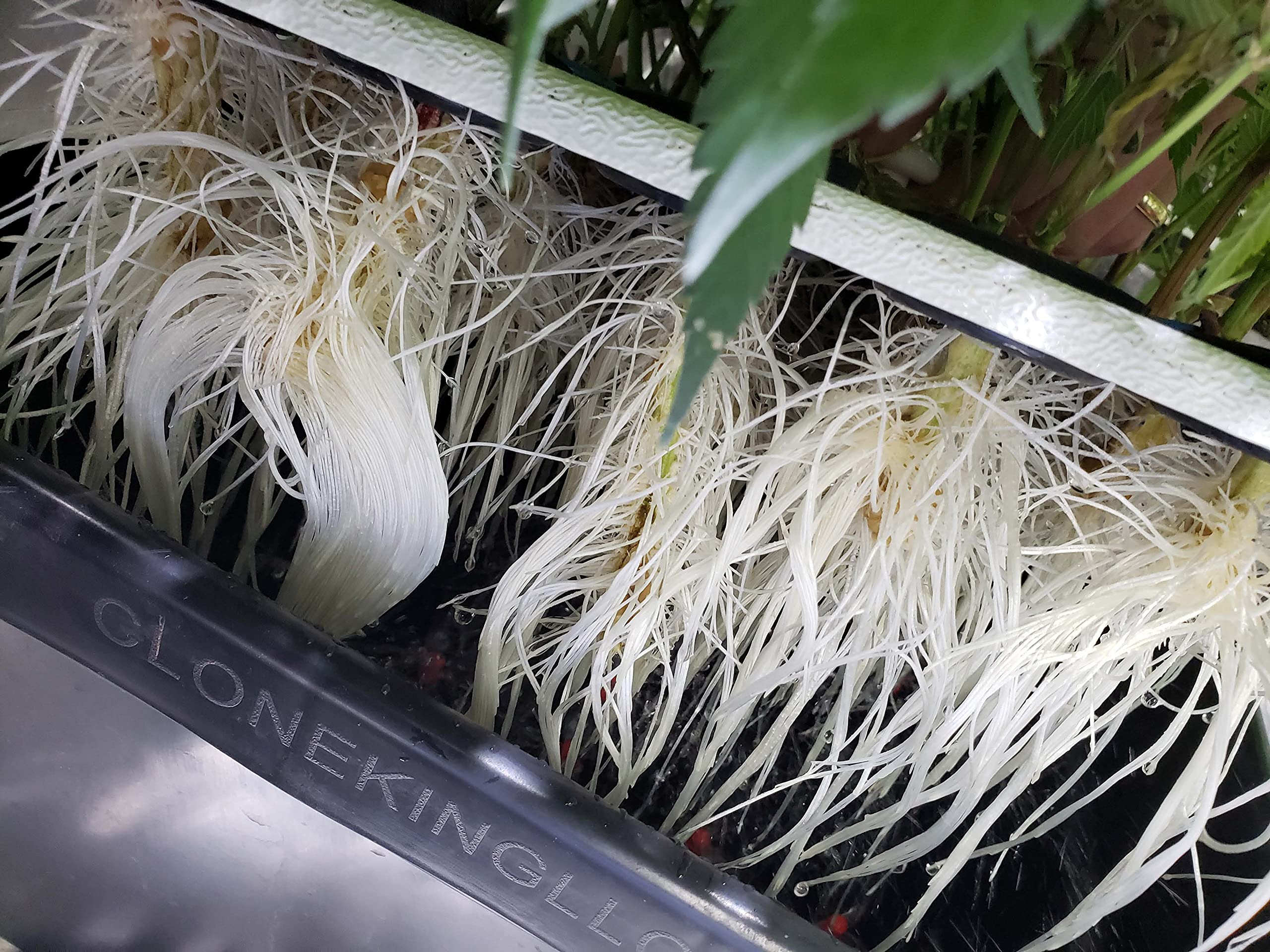 Clone King 36 spray manifold with misters delivers oxygen-rich mist for rapid root growth.