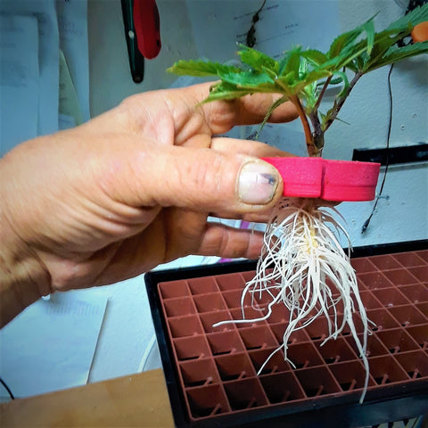 Easy-to-follow instructions help beginners start cloning quickly with Clone King.