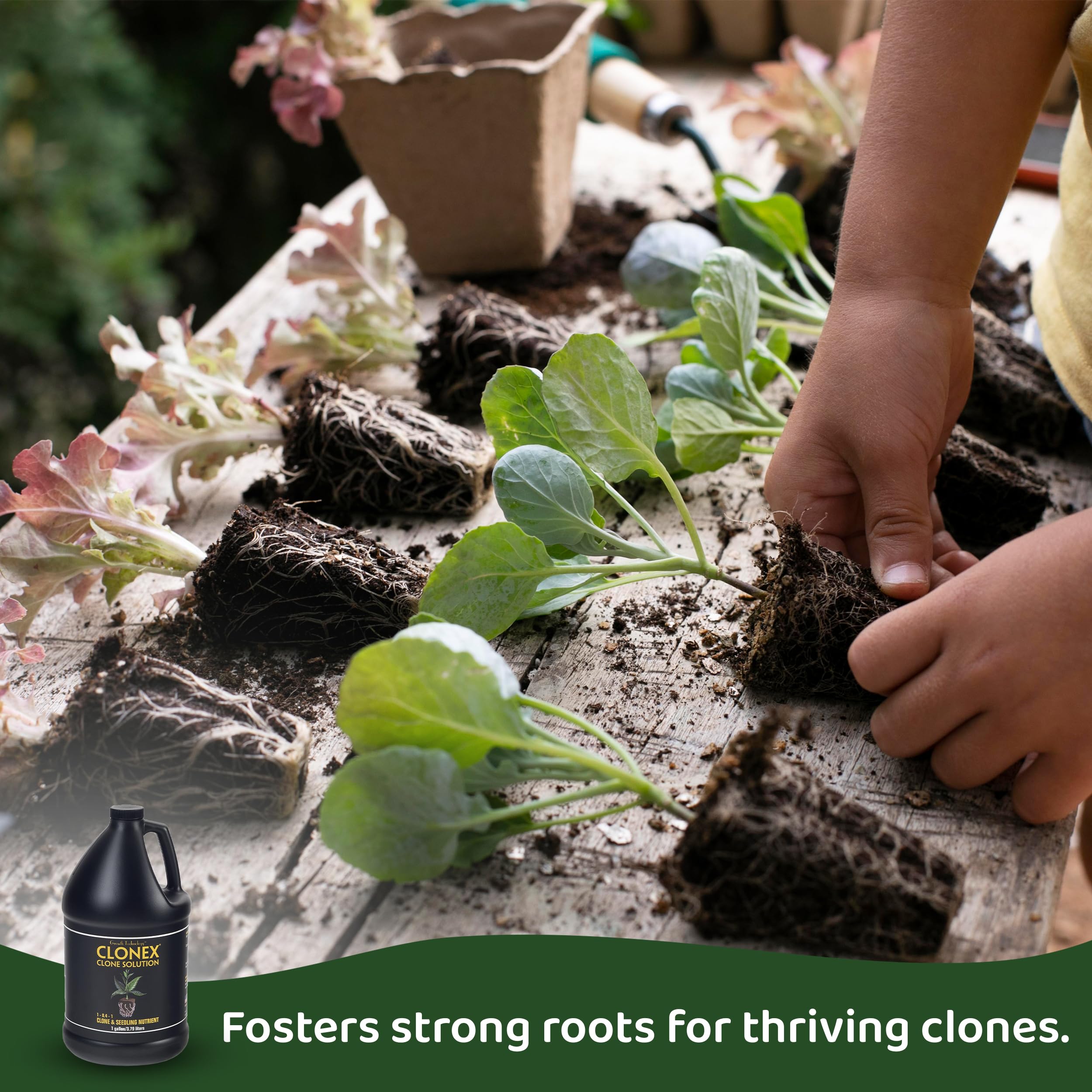 Clonex Clone Solution seedling growth use for healthy establishment.
