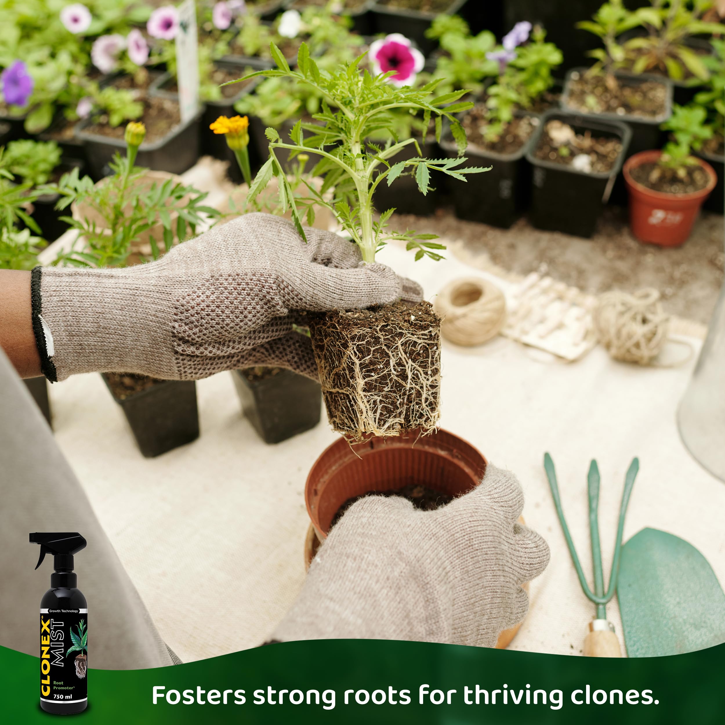 Clonex Mist Root Promoter RTU spray enables quick, even application.