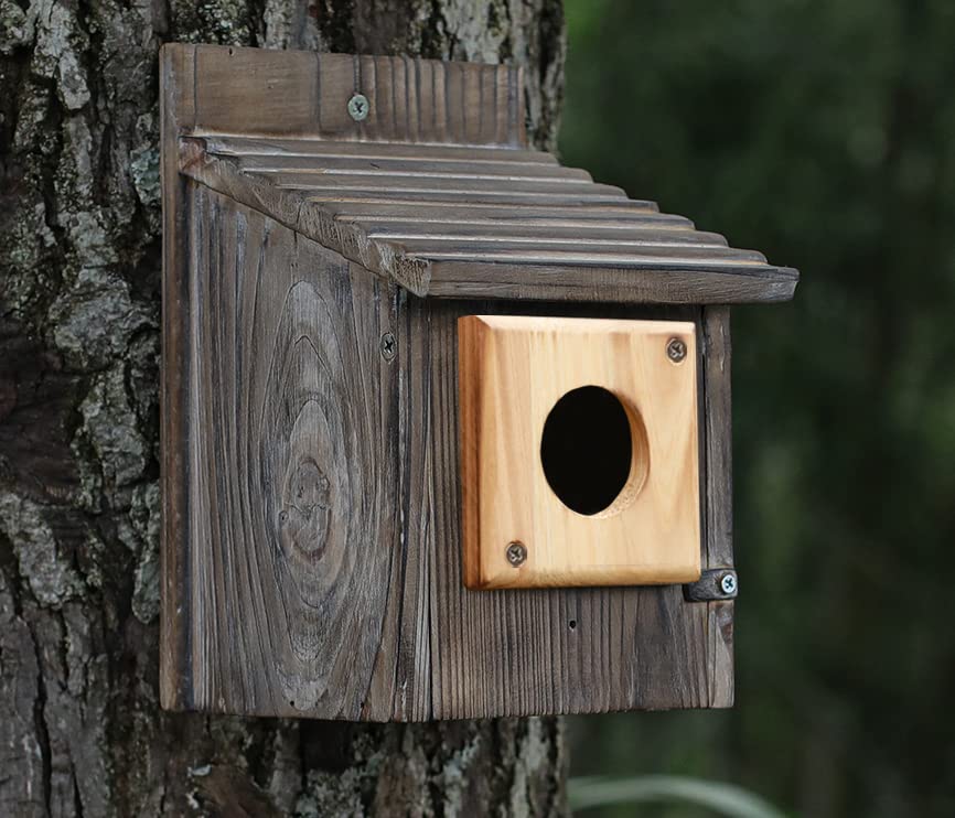 Cloud Fragrant predator guard fits a 1.5 inch opening for bluebirds