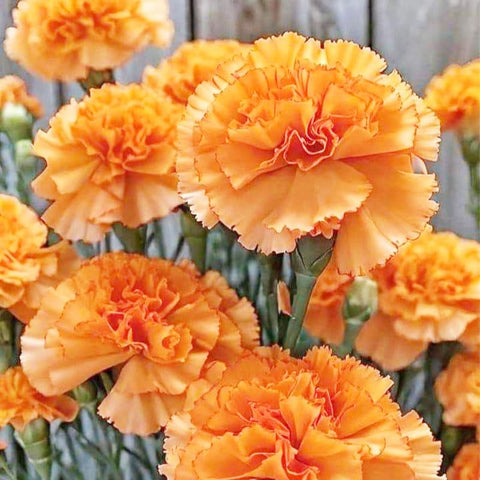 Clove carnation seeds indoor germination timeline and success
