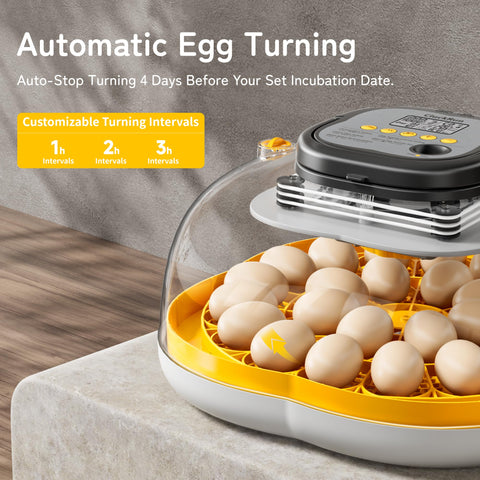 CluckRun 25 Egg Incubator auto turning with countdown supports consistent egg rotation.