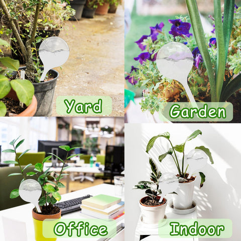 Cmaqpw 12-count pack provides ample globes for multiple pots.