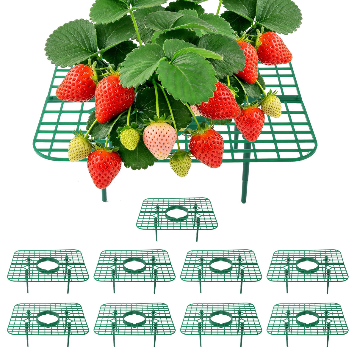 CNNIK strawberry support grid square ten-pack keeps berries clean and elevated.
