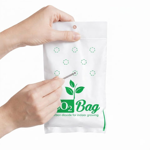 CO2BAG M in a small greenhouse for space-efficient cultivation