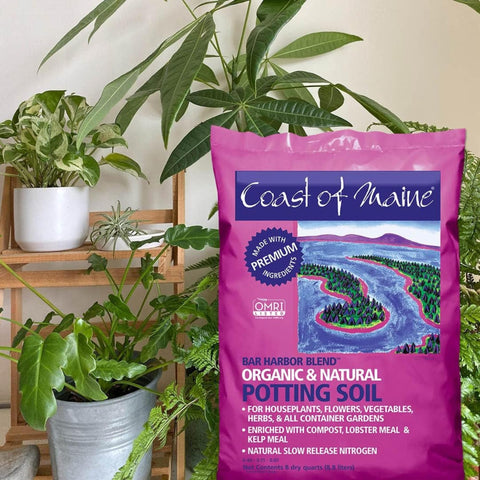 Coast of Maine Bar Harbor Blend in a hanging basket supports thriving herbs
