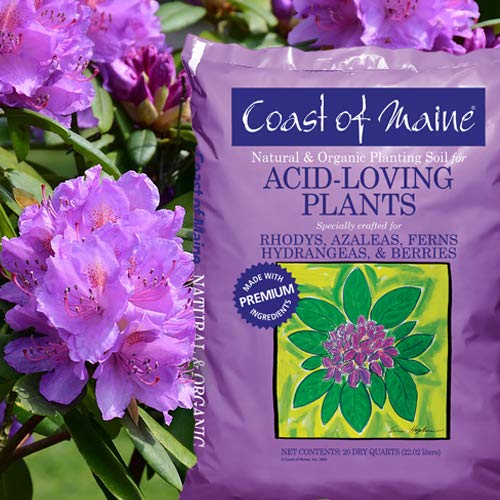 Soil from Coast of Maine supports berries and ferns growth in a garden bed.