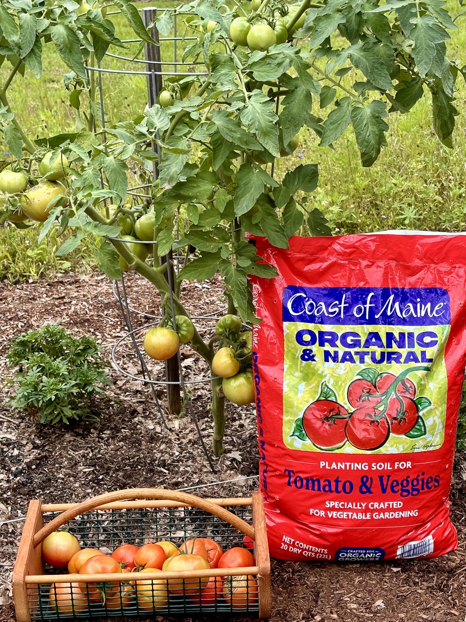 Coast of Maine premium potting soil with composted manure improves moisture balance for healthy container plants.
