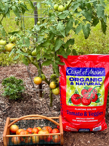 Coast of Maine premium potting soil with composted manure improves moisture balance for healthy container plants.