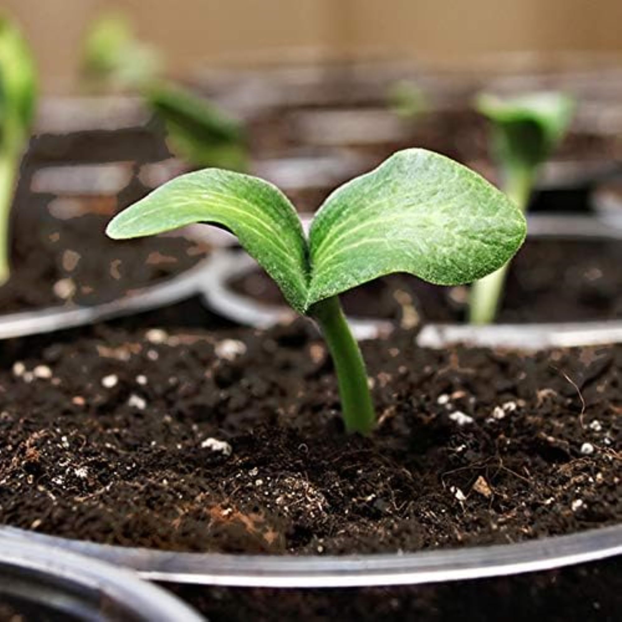 Coast of Maine Sprout Island Blend moisture retention promotes steady seed hydration.