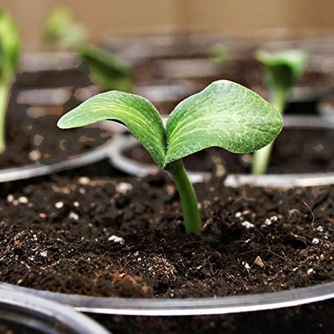 Coast of Maine Sprout Island Blend organic label communicates natural gardening support.