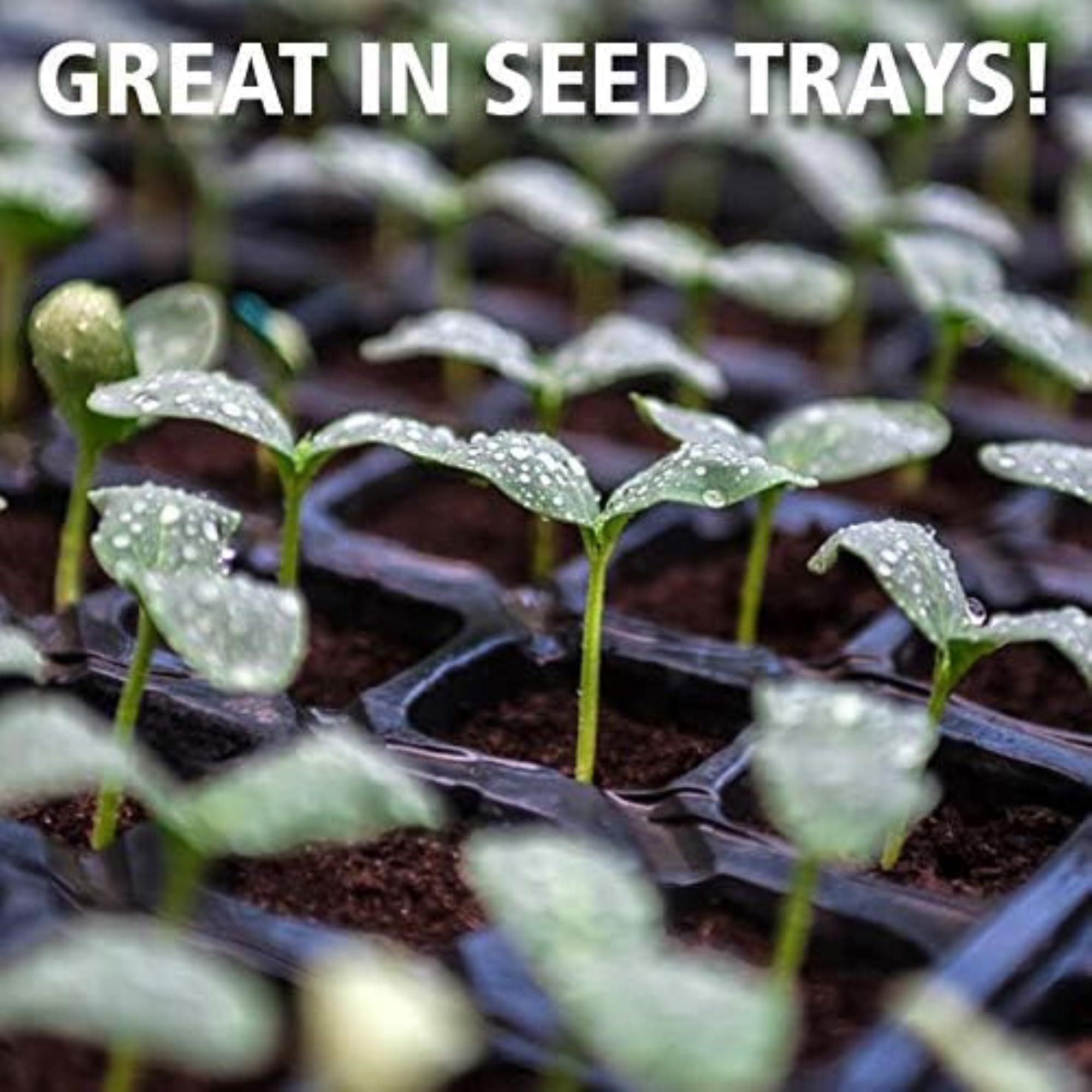 Coast of Maine Sprout Island Blend seed tray germination supports even roots.