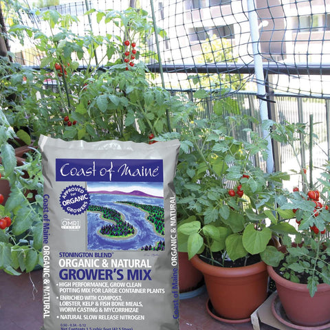 Coast of Maine Stonington Blend in a planter supporting vibrant container plants