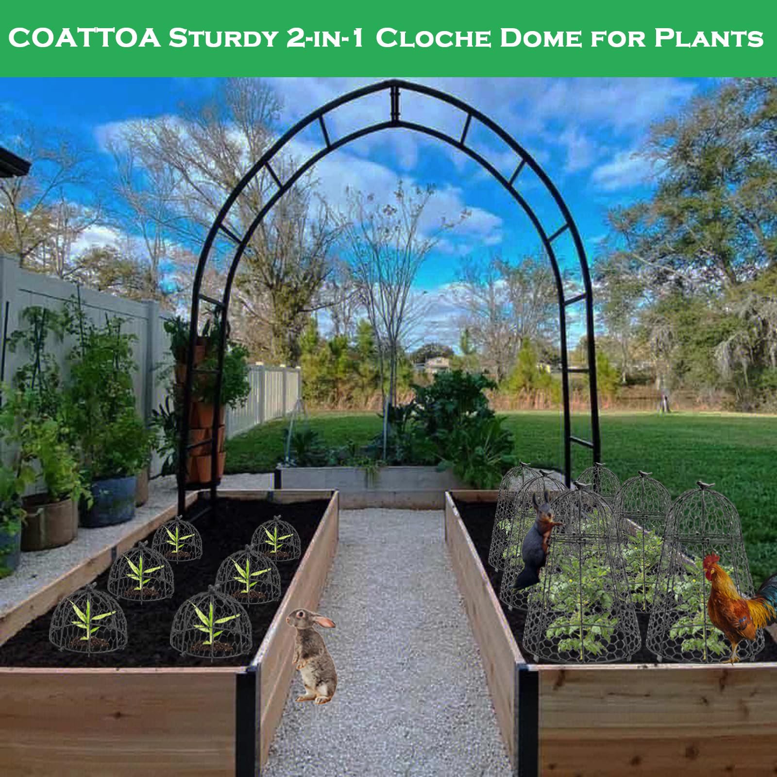COATTOA cloche open for pruning demonstrates easy access to plants