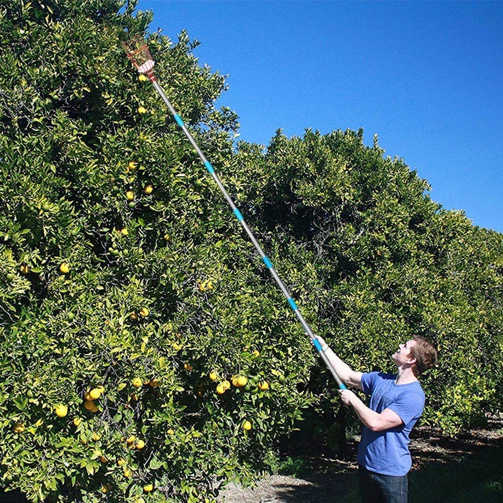 COCONUT fruit picker in action on low to medium branches supports safe harvest.
