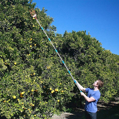 COCONUT fruit picker in action on low to medium branches supports safe harvest.