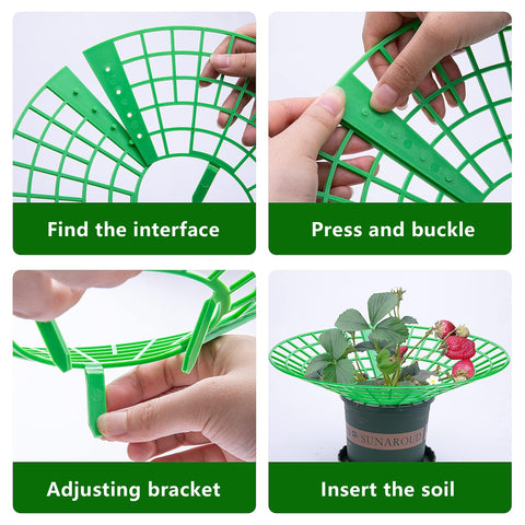 Codree elevated berry protection keeps fruit clean and reduces ground contact.