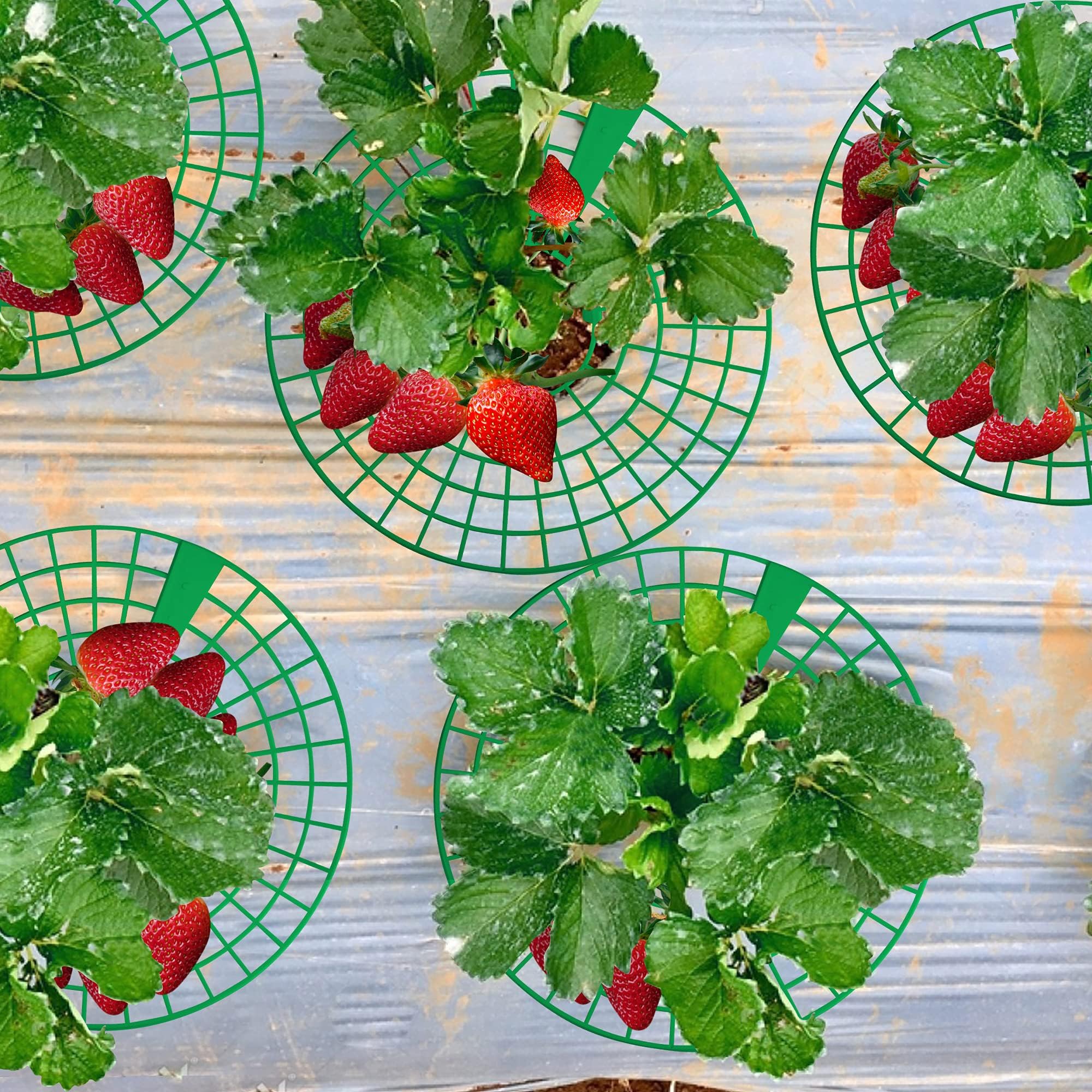 Codree green garden setup demonstrates compact versatile strawberry care on balconies.