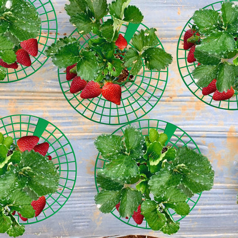 Codree green garden setup demonstrates compact versatile strawberry care on balconies.