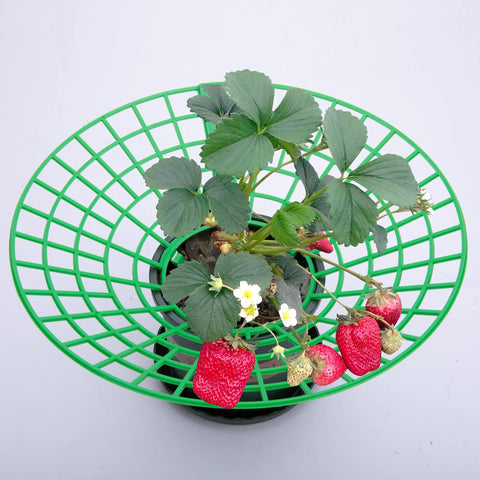 Codree mold and dirt protection helps berries stay tidy during wet seasons.