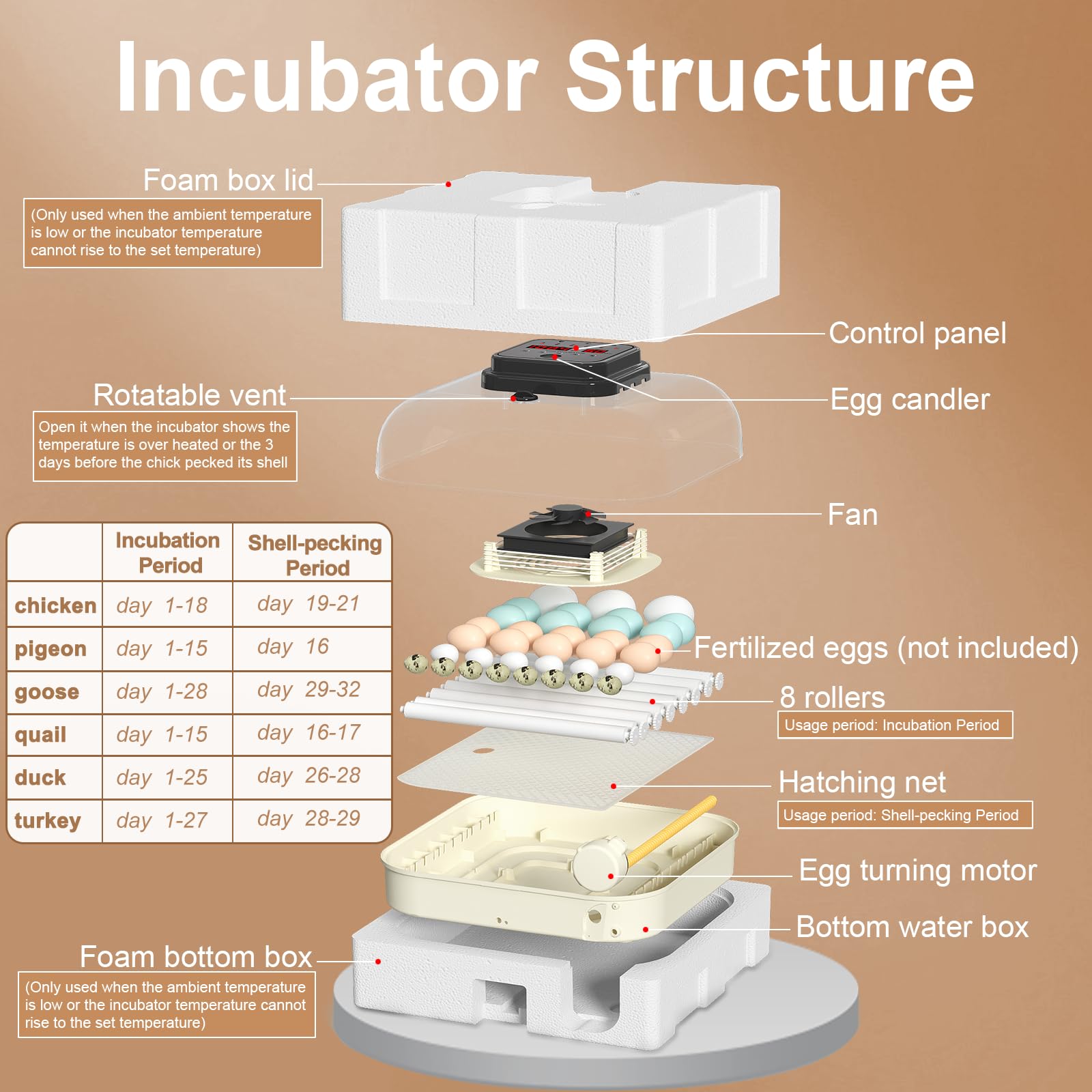 CoInceptus 35 Eggs Incubator eight adjustable rollers fit various egg sizes.