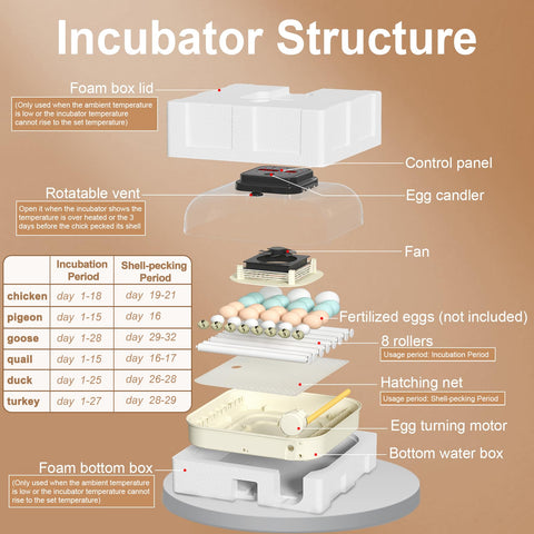 CoInceptus 35 Eggs Incubator eight adjustable rollers fit various egg sizes.