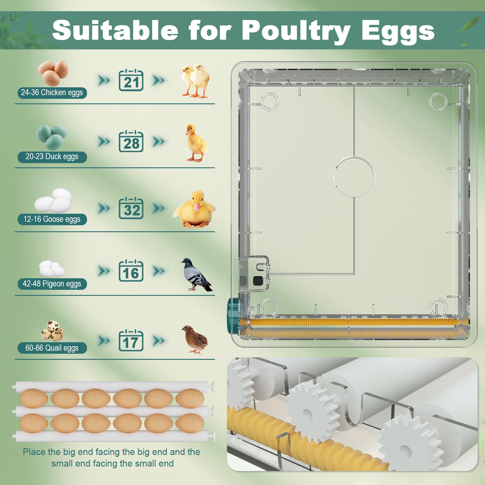 CoInceptus 36 eggs incubator showing dual power options for reliability.