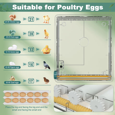 CoInceptus 36 eggs incubator showing dual power options for reliability.