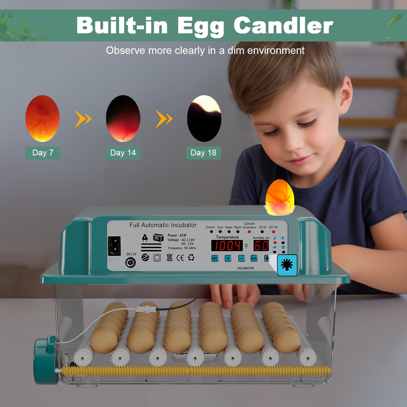 CoInceptus 36 eggs incubator in a farm or classroom setup for hands‑off incubation.