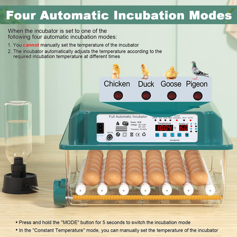 CoInceptus 36 eggs incubator showcasing precise temperature control for consistent results.