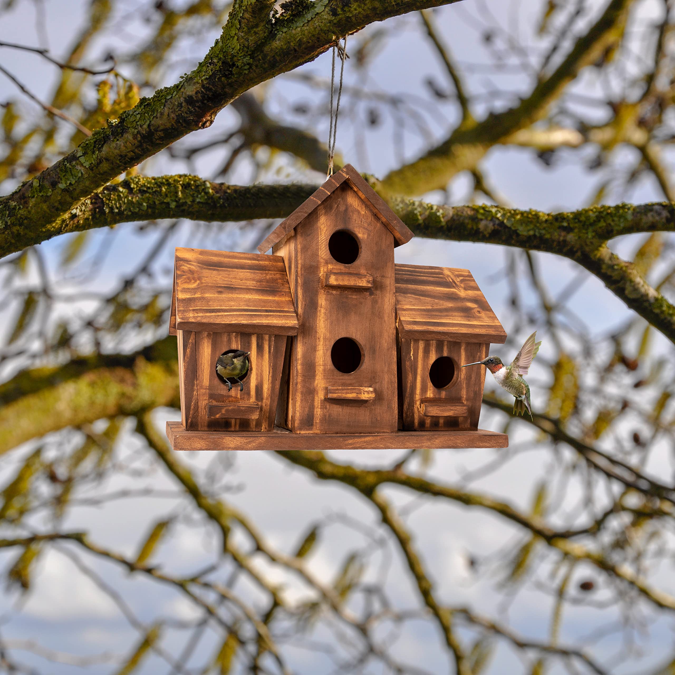 COLEBA Bird House forest habitat entry demonstrates inviting entrance for small birds.