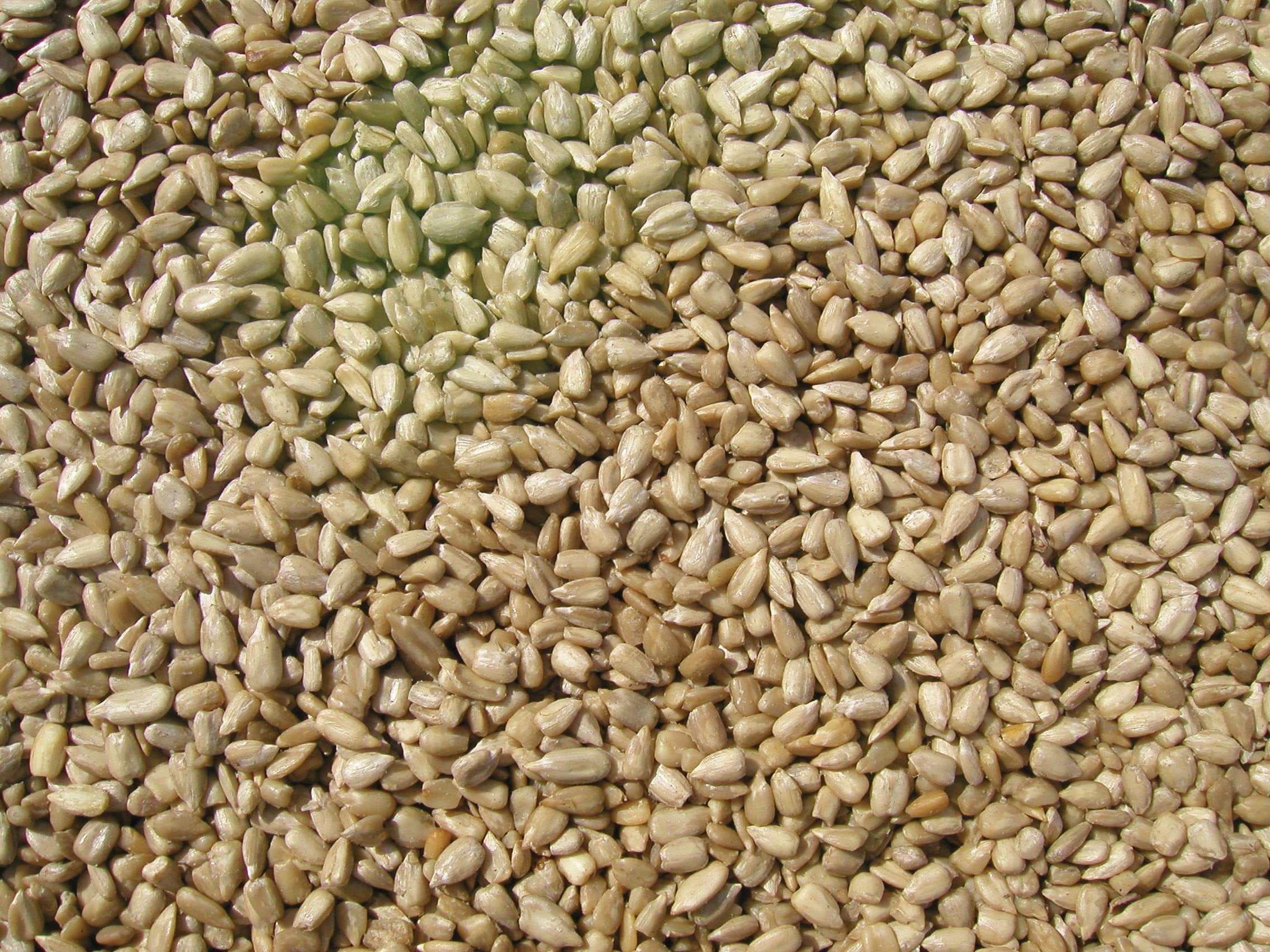 Close-up of Sunflower Meats kernels, nearly hull-free for easy refilling.