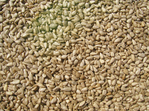 Close-up of Sunflower Meats kernels, nearly hull-free for easy refilling.