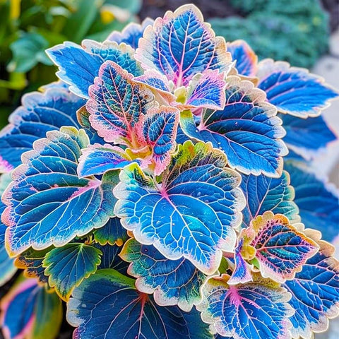 Coleus Rainbow Mix seeds indoors on a bright windowsill display.