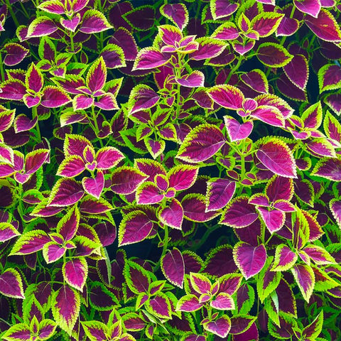 Close-up of Coleus Rainbow Mix leaves with vivid patterns.