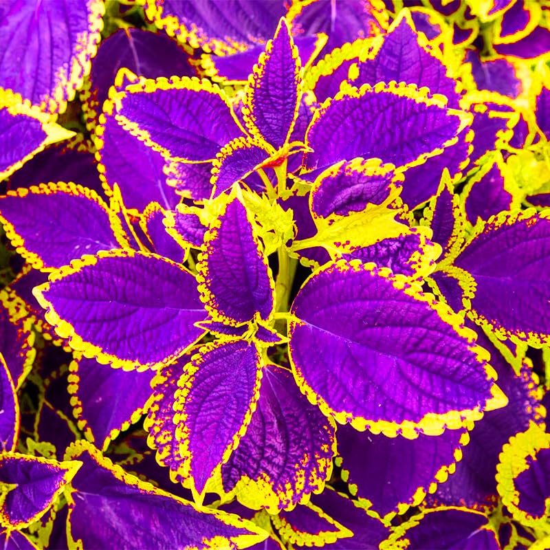Coleus Rainbow Mix seeds planted along outdoor garden borders for color.
