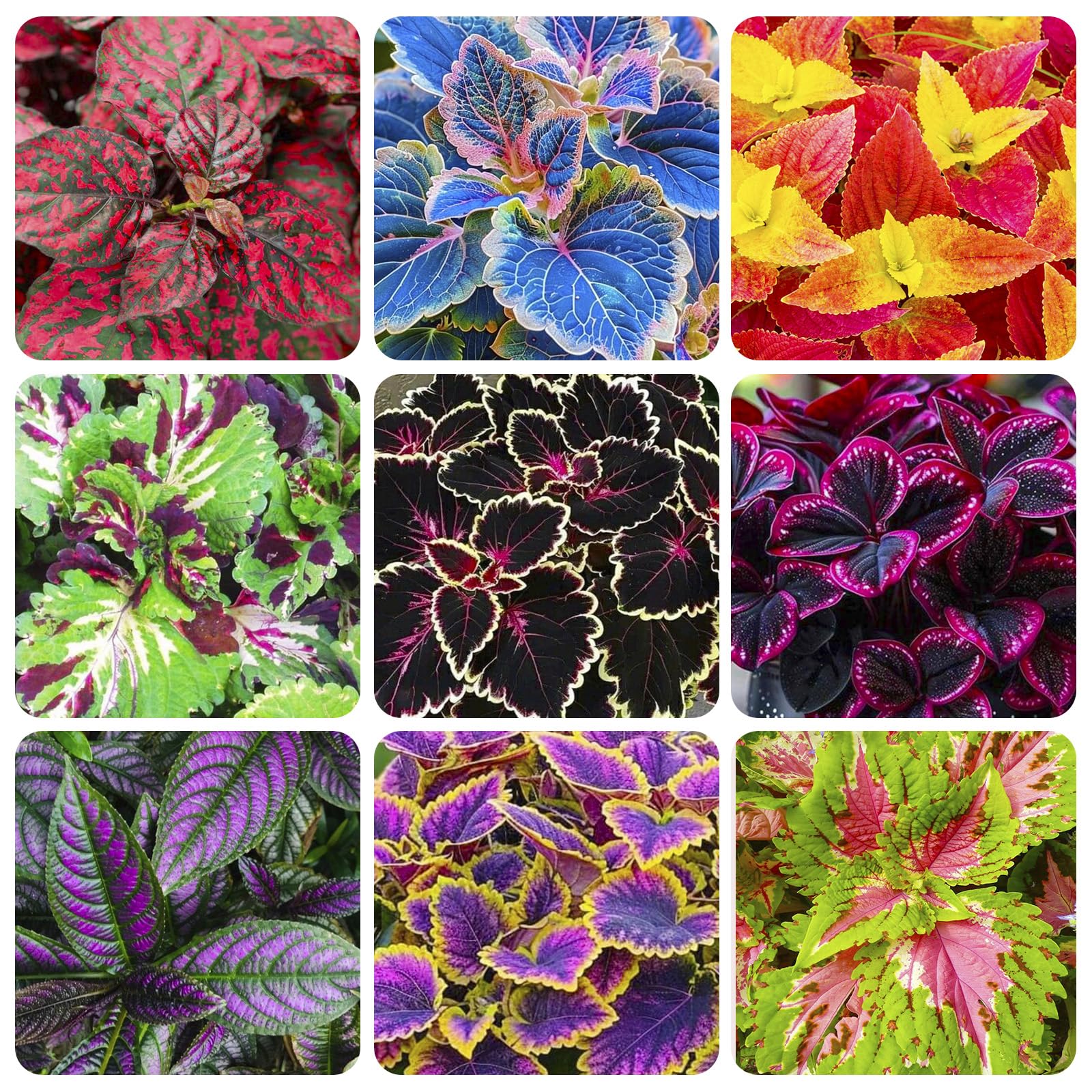 Coleus Rainbow Mix seeds packet showing vibrant foliage for color-rich gardens.