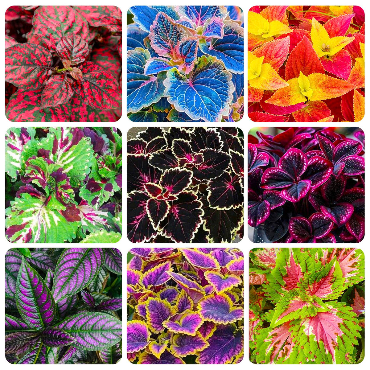 Coleus Rainbow Mix seeds packet showing vibrant foliage for color-rich gardens.