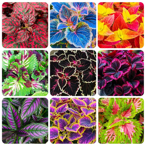 Coleus Rainbow Mix seeds packet showing vibrant foliage for color-rich gardens.