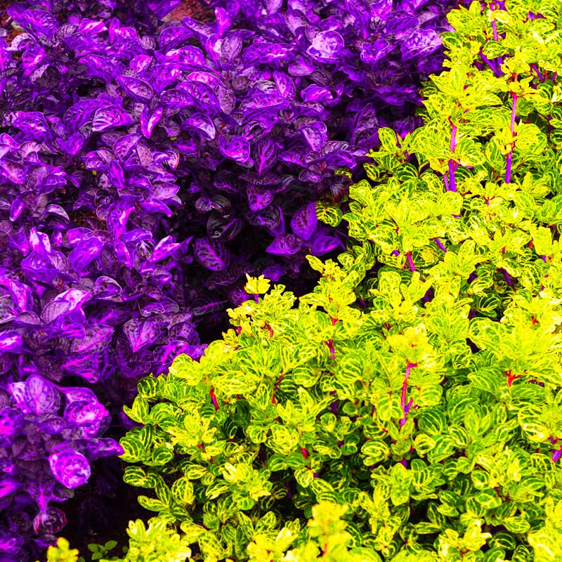 Coleus Rainbow Mix seeds used to grow a bright indoor potted plant.