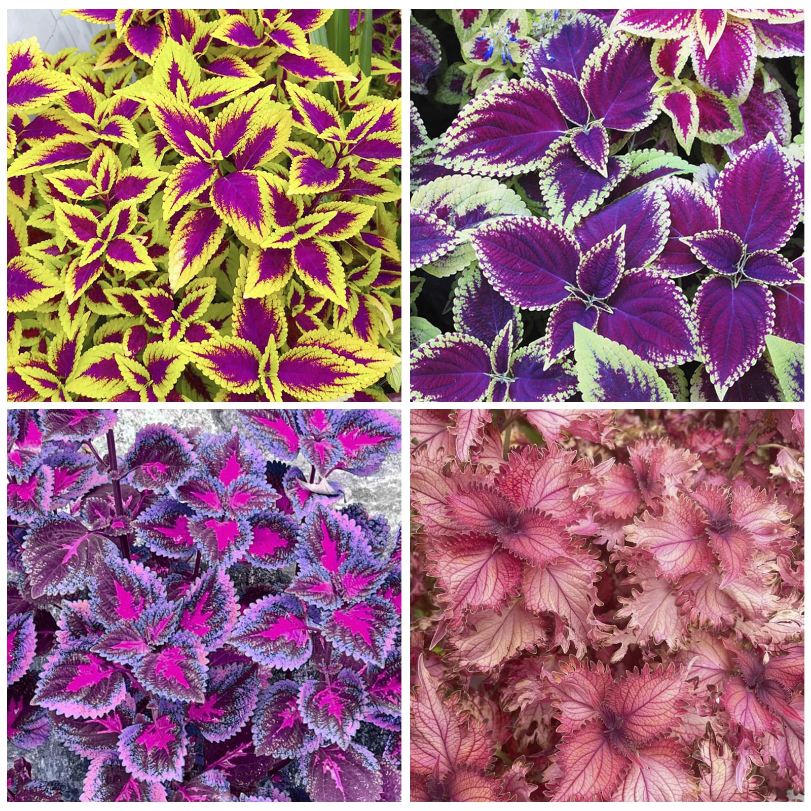 Coleus Rainbow Mix seeds for sowing in well-drained soil.